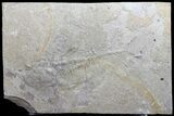 Unprepared Diplomystus Fossil Fish - About - Long #58585-2